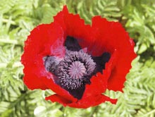 ハカマオニゲシ（花）