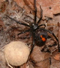 セアカゴケグモ(メス)と卵のうの写真