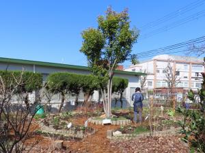 高槻市立富田小学校の花壇（整備後）