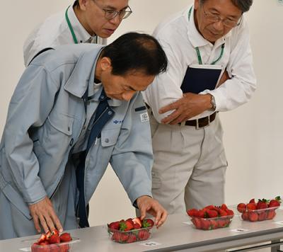 露地イチゴの出来を審査する審査員たち