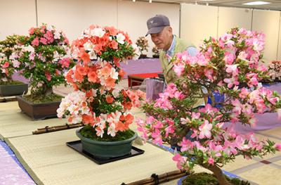 さつき花季展示会