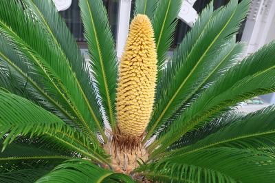 ソテツの雄花