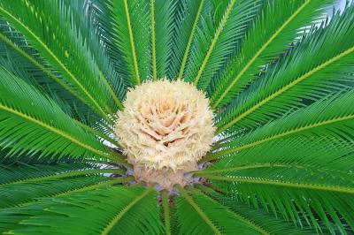 ソテツの雌花
