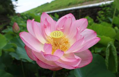 ハスの花