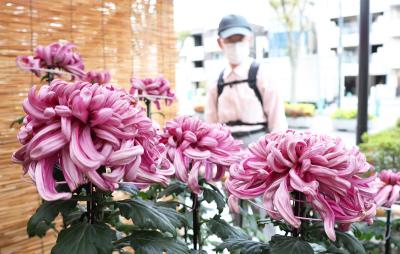 菊花展