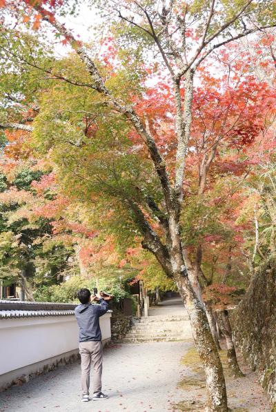 紅葉