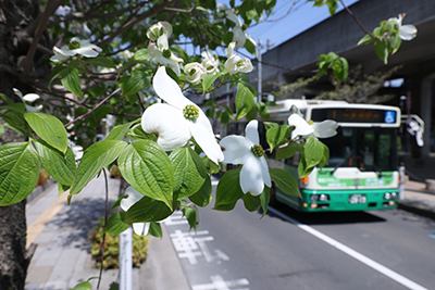 みずき通りに咲くハナミズキ