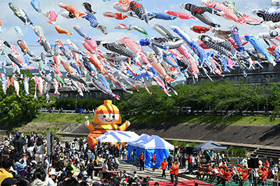 芥川上空を泳ぐこいのぼり