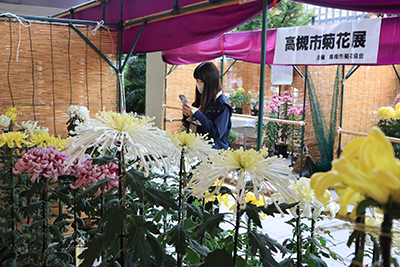 菊の写真を撮る市民