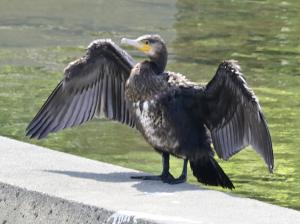 はねを広げるカワウ