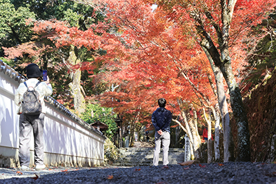 紅葉を見る市民