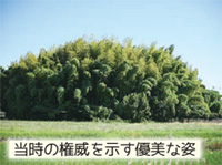 番山古墳「当時の権威を示す優美な姿」