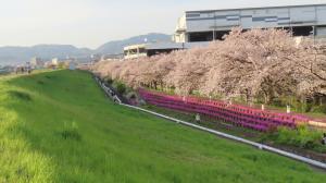 私の好きな芥川の新川ヒメボタルと桜堤写真1