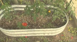 いまむらこどもえんの写真