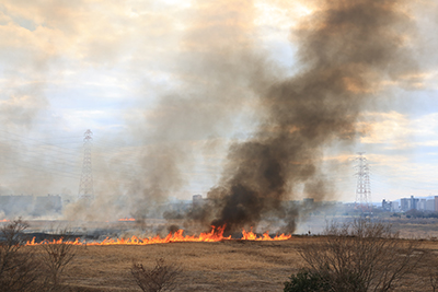 炎が燃え広がるヨシ原