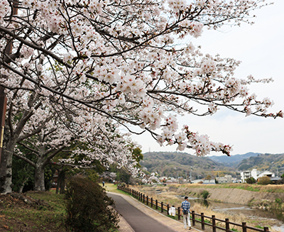 あくあぴあ芥川の桜