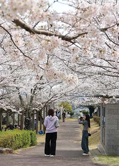 摂津峡公園の桜