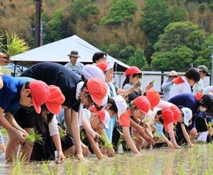 樫田小田植え