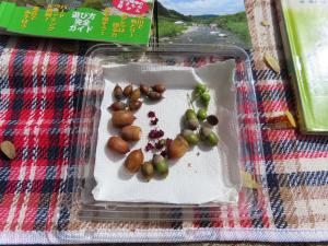 自然観察会「あくあぴあ公園博物館－紫町公園で自然さがし－」