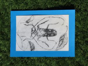 自然をアートで楽しもう 昆虫のひっかき版画